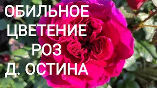 20 сортов РОЗ - Лидеры первого цветения, 25 июня 2021 г.