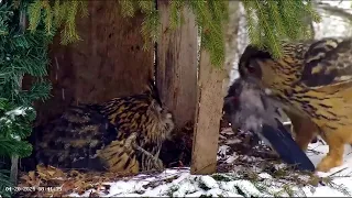 Hugo atnes nomedītu vārnu / Hugo brings a hunted crow Kotkaklubi Kassikakk::Bubo bubo