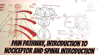 pain pathway,introduction to nociceptor and spinal introduction @umerfarooqbiology7083