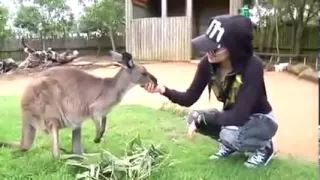 Avril Lavigne- At The Zoo (2011)