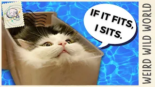 Are Cats Actually Liquid? | Weird Wild World