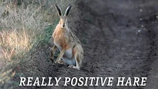 Очень позитивный заяц, несмотря, что уже осень / Very positive hare