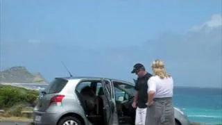 Baboons attack inside the car - Cape of Good Hope