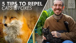 5 Tips to Protect your Garden from Cats and Foxes