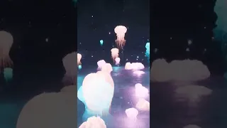 Unreal Engine Jellyfish in Niagara and Cascade Tutorial