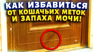 У моей мамы дома 7 кошек - а запаха мочи и меток нет! Покажу средство, которое решило все проблемы.