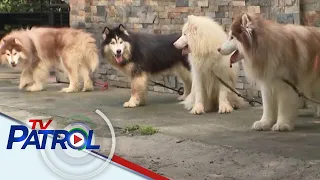 KBYN: Siberian Huskies pinatayuan ng bahay na bato sa Batangas | TV Patrol