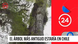 El árbol más antiguo del mundo estaría en Chile | 24 Horas TVN Chile