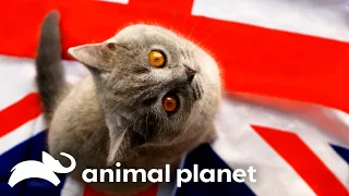 British Shorthair Pippa Teaches Kittens How To Work in Office | Too Cute! | Animal Planet