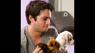 daniel radcliffe, dylan o’brein and tom holland play w puppies (cuteness overload-)