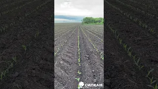 Обработка кукурузы гербицидом КЛИК500 от СИПКАМ РУС!