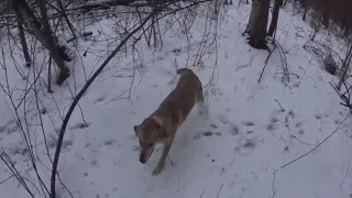 Охота с Русской гончей на зайца  10 01 20