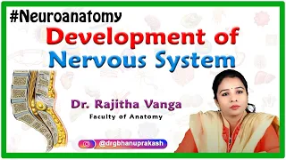 Development of nervous system - Neuroanatomy