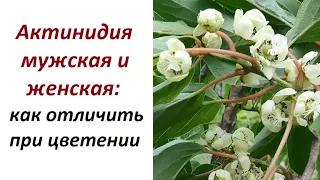 Цветение актинидии: как отличить мальчика от девочки