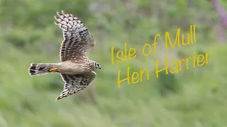 Isle of Mull - Hen Harrier