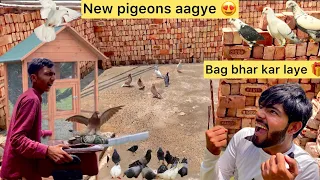 Bhot sare kabutar kharid liye 🥰 ( New pigeon opened on first day 😳) udaa bhi diye 🕊️