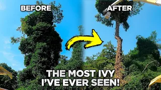 INSANE Ivy Covered Tree Removal!