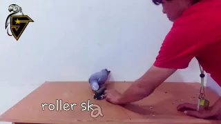 African grey parrot Lucky doing tricks and talking on cue