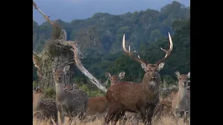 5 big stags taken by 2 hunters
