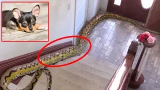 Family's Dog is Missing, finds 20-FOOT-LONG PYTHON IN HOME!