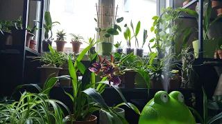 Orchids update part 2 - Orchids on the shelves
