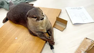 [Original Video] Have You Ever Received Help From Otters?