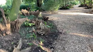 Ickworth stumpery