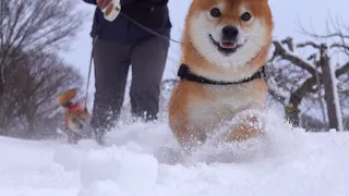 A Shiba Inu who is so happy about the heavy snow that he won't move after returning home.