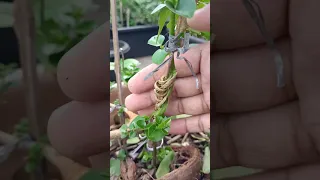 CARA MEMBUAT SPLIT TRUNK PADA BONSAI SANCANG