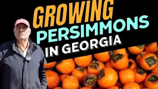 Growing Persimmons In Georgia