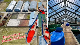 Short visit to Dainichi Koifarm: tosai, nisai and sansai greenhouse!