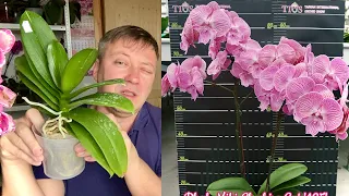 НОВЫЕ ОРХИДЕИ обзор КАК ЦВЕТУТ, первый полив орхидей после ПОСЫЛКИ