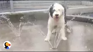 Sheepdog Puppy Plays in Sprinkler for the First Time | The Dodo LIVE*