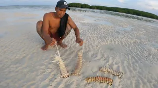 Gigantic mantis Shrimp from the remote sand island of Madura catch with your bare hand