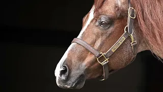 VS Code Red - AQHA Stallion & Million Dollar Sire