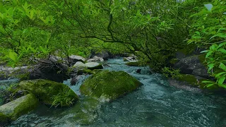 Sound of River Flowing in Forest, Relaxing Nature Sounds, white noise for sleeping, meditation, ASMR