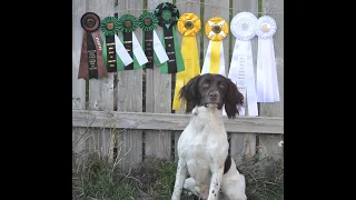 20 Month old Field Bred English Springer Spaniel Hunting Upland Pheasant course