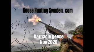 Hunting Barnacle Geese GHS nov 2020