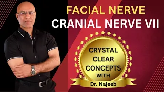 Facial Nerve | Cranial Nerve VII  | Neurology | Neuroanatomy🩺