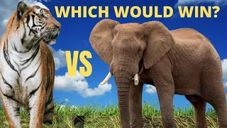 Elephant vs Tiger Real Fight