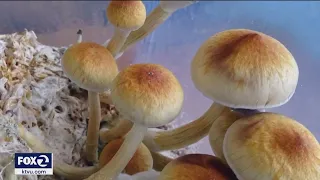 California lawmakers want to decriminalize 'Magic Mushrooms'