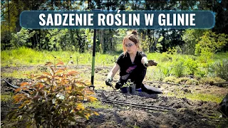 Jak Sadzić Rośliny na Glinie w Ogrodzie