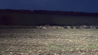 😱ШОК ОБЕРЕЖНО‼️стадо кабанів напало на мене‼️чуть не зʼїли більше 20 шт‼️🛠🚜💙💛