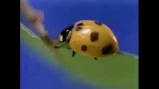 The Ladybug