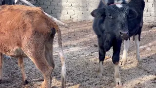 Bull and red cow | Village Animals |