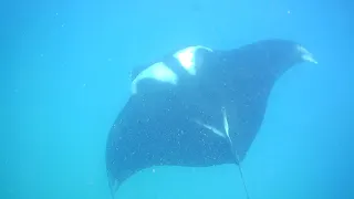 Diving With Manta & Whale Shark @ Tofo, Mozambique