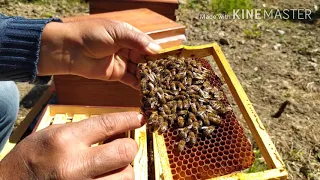 AMATEUR SIMPLE QUEEN BEE PRODUCTION. (How to produce Queen Bee.) (I  beekeeping 3) #honey #honeybee