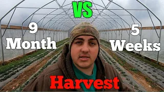 Day Neutral VS Juneberring STRAWBERRIES in High Tunnel