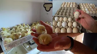 ЭКСПЕРИМЕНТ Цыпленок бройлер из пищевого магазинного яйца С-1