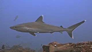 Fun with Sharks